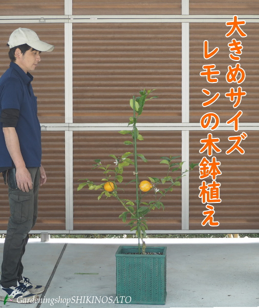 楽天市場】【送料無料】2025.5月現在、花芽付き当店人気！幸せ