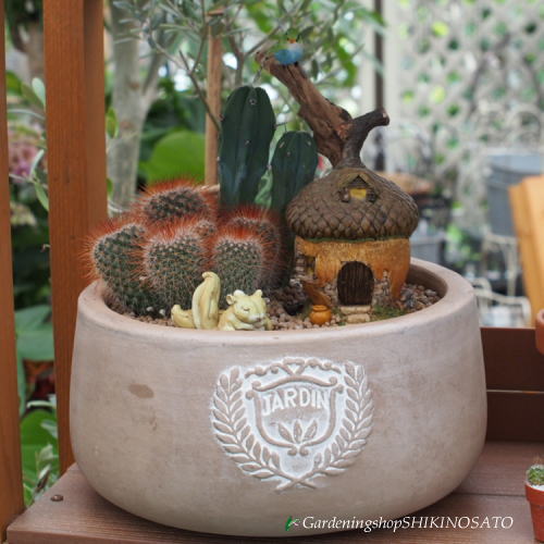 楽天市場 サボテンの箱庭風の寄せ植え ガーデニングショップ四季の里