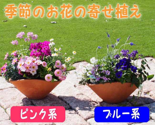 【送料無料】 【舟形Mサイズ】好きなカラーを選べる ブルー系・ピンク系のお花でまとめた寄せ植え 舟形ブルー　舟形ピンク