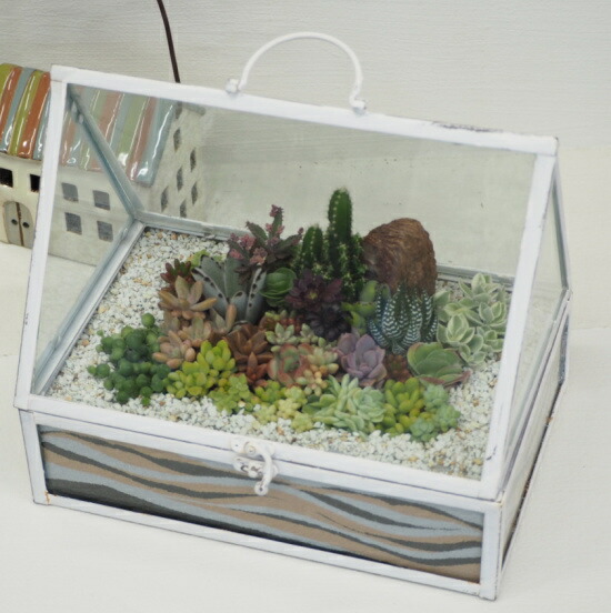 送料無料 グリーンインテリア 現品 飾っておしゃれなガラスケースガラスハウス 多肉植物の寄せ植えカラーサンド サンドサート アートサンド22 7月撮影