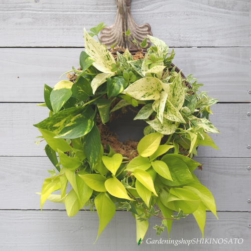 送料無料 観葉でオシャレに演出 ポトスのサークル寄せ植え Educaps Com Br