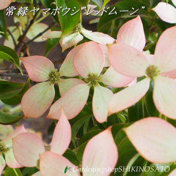 プレミア商品 選べる現品 常緑ヤマボウシ 赤花 レッドムーン 花芽いっぱいのボリューム株 大株 植木 メインツリーにふさわしい1本送料無料ですが 沖縄 離島 北海道は 奇跡の再販 Insfatima Com Ar プレミア商品 選べる現品 常緑ヤマボウシ 赤花 レッドムーン 花芽いっぱいのボリューム株 大株 植木 メインツリーにふさわしい1本送料無料ですが 沖縄 離島 北海道は 奇跡の再販 Insfatima Com Ar