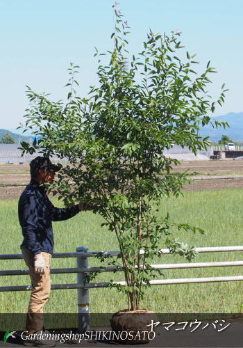 楽天市場 庭木 植木 苗木 タイプで選ぶ 常緑 落葉 常緑樹 は行 ハイノキ ガーデニングショップ四季の里