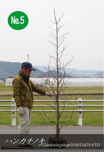 【珍しい樹木】 ハンカチノキ/ハトノキ（2.6m内外） 2020.3月撮影 32,175円