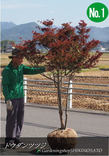 楽天市場】【秋の紅葉・スズランの様な花】ボリュームあり