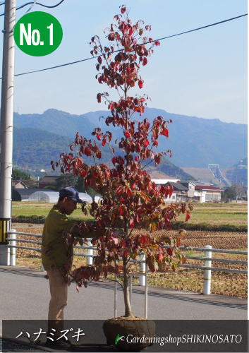 楽天市場 10月現在 花芽付きシンボルツリーに最適ハナミズキ 花水木 花色 赤 樹高 2 8m内外 10月撮影 ガーデニングショップ四季の里