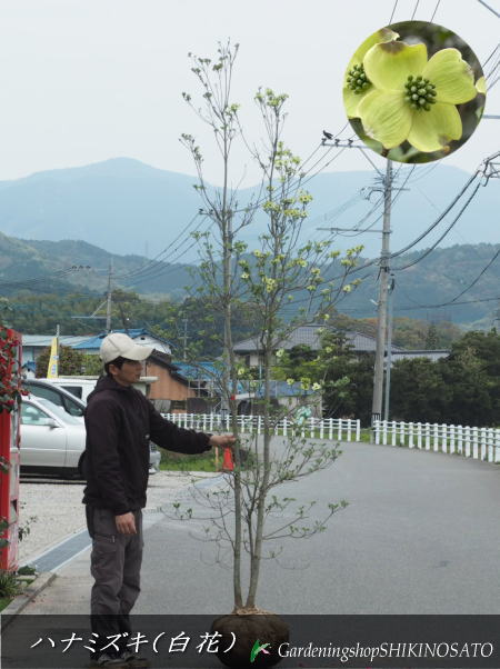 楽天市場】ハナミズキ 白花 樹高1.8m前後(根鉢含まず) 苗木