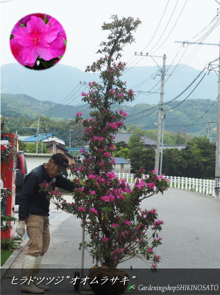 楽天市場】久留米ツツジ/クルメツツジ”花色：赤ピンク系 （樹高