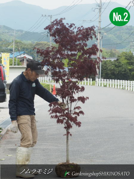 楽天市場】猩々ノムラモミジ/ショウジョウモミジ No1樹高：2.5m内外