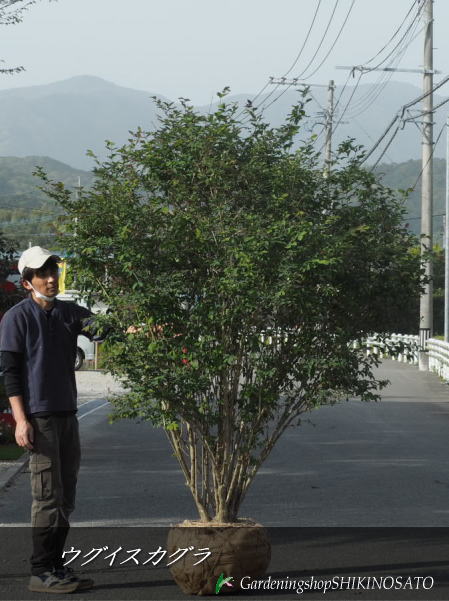 ウグイスカグラ/鶯神楽”赤花 ”（樹高：1.8m内外）\u003cBR\u003e2024.4月映画化