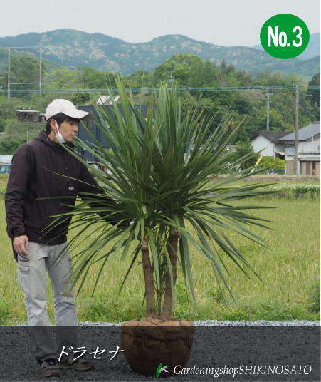 ドラセナニオイシュロラン　希少な株立ち　お値打ち　注意　北海道、離島、沖縄不可 ドラセナニオイシュロラン 希少な株立ち お値打ち 注意 北海道、離島