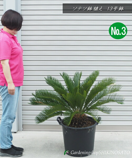 ソテツ 大株　12 楽天市場】【現品発送】ソテツ（蘇鉄) 苗木 群生株 特大 12号