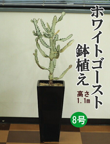 楽天市場】多肉植物：ユーフォルビア ホワイトゴースト*M 幅3cm