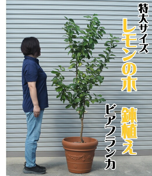 楽天市場】2025.11月実付き【人気商品】大苗（特大サイズ）レモンの木
