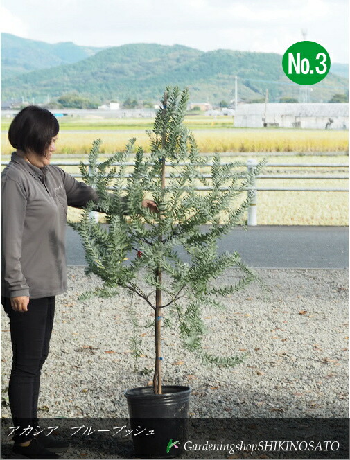 楽天市場】アカシアの木 【ブルーブッシュ】 3.5号ポット苗