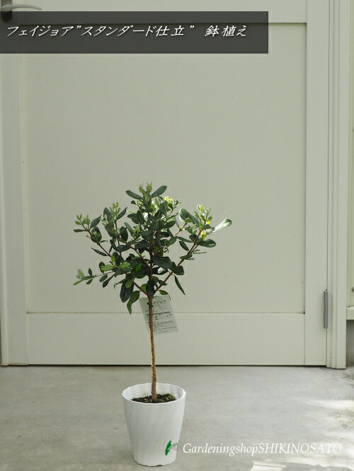 楽天市場】フェイジョア鉢植えフェイジョアアポロ 挿し木 しっかりと
