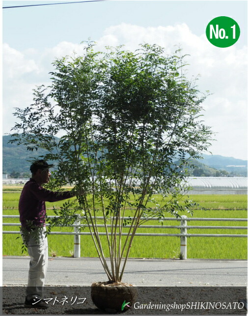 楽天市場】【送料無料】シマトネリコ （樹高：2.2m内外）No2、3