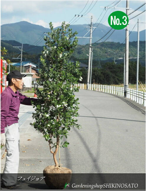 7-4【フェイジョア】樹高約80cm【送料込み】 楽天市場】現品発送 フェイジョア 樹高1.9m（根鉢含まず）36