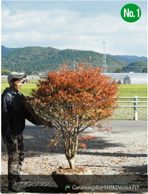 楽天市場】ボリュームありドウダンツツジ （樹高：1.4m内外）2024.2月