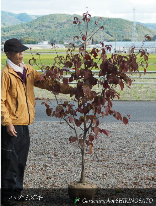 楽天市場】【現品】花水木（ハナミズキ）チェロキーチーフ 1.5m