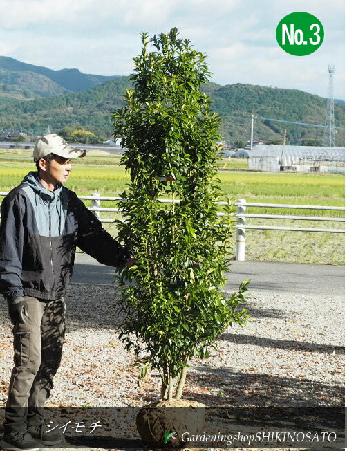 ※ハイノキ　１50センチ※ ハイノキ 150センチ※