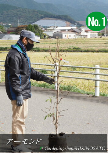 アーモンド (樹高