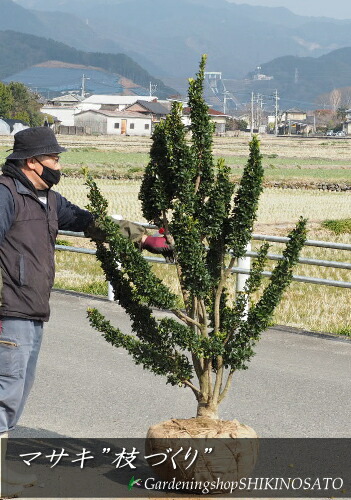 珍しい枝つくりマサキ/枝つくり　樹高：1.6m内外　｜ガーデニングショップ四季の里