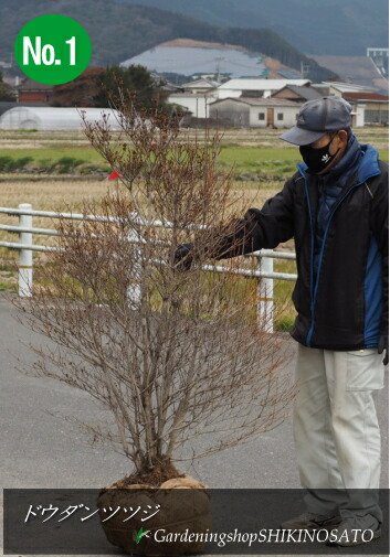 限定価格セール ドウダンツツジ どうだんつつじ ドウダン躑躅 樹高 Fucoa Cl