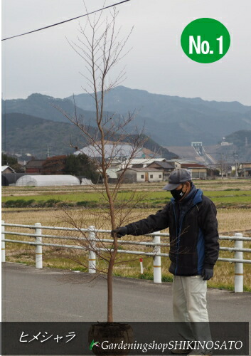 楽天市場】【お任せ品】世界三大美樹「ヒマラヤシーダー（ヒマラヤスギ