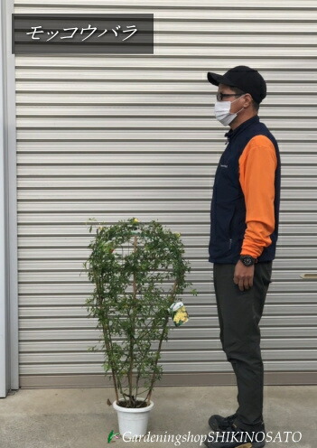 楽天市場 21 3 25現在 蕾 開花中モッコウバラ 木香薔薇 黄花 白花 樹高 1 5m内外 ガーデニングショップ四季の里 楽天市場 21 3 25現在 蕾 開花中モッコウバラ 木香薔薇 黄花 白花 樹高 1 5m内外 ガーデニングショップ四季の里