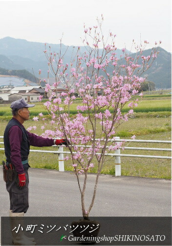 22 4月桂今日此頃 成功中美形ミツバツツジ 小村邑三つ葉ツツジ 花色 さくら色 ツリー高 2 1m内外 22 4月映画化 Mindfultravelsolutions Com Au