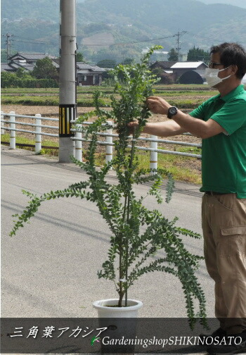 67 以上節約 三角葉アカシア アカシアの木 樹高 Fucoa Cl