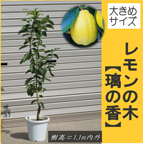 レモン大苗木 楽天市場】レモン 苗木 【瀬戸内レモン】 5年生 接ぎ木 大苗 レモンの