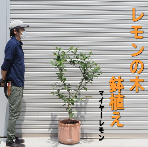 大きめサイズ・レモンの木/檸檬/れもん”マイヤーレモン”鉢植え(全体の高さ:1.5m内外)2022.6月撮影|ガーデニングショップ四季の里