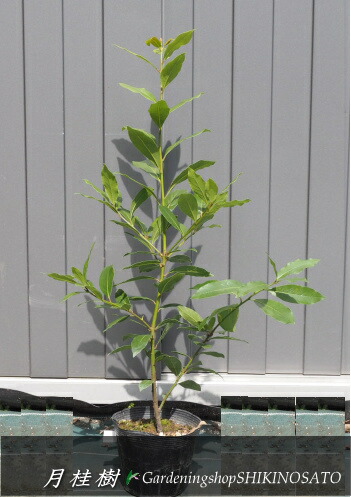 楽天市場】月桂樹（ゲッケイジュ）大株 鉢上 高さ約1.3～1.5m 人気の