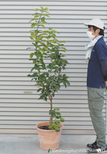 \u003cBR\u003e特大大いさ・檸檬の木/レモン/れもん”ビアフランカ/小穂無檸檬”\u003cBR\u003e鉢植え（総べての高さ：1.7m内外）\u003cBR\u003e