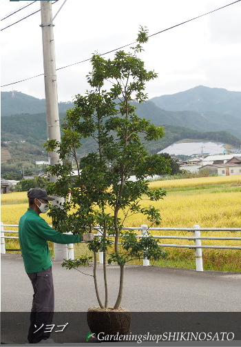 大型植木】ソヨゴ”メス木”（樹高：2.6m内外）2022.9月撮影-