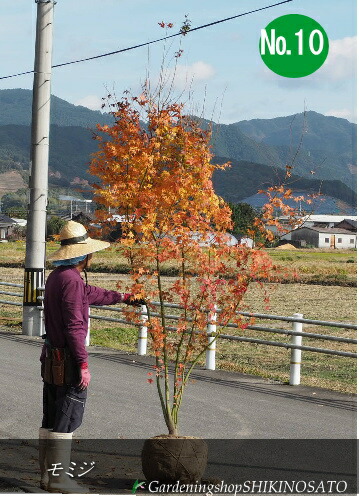 【貨物輸送無料】\u003cBR\u003eイロハモミジ/槭樹/もみじ\u003cBR\u003e No10（樹高：2.7～2.8m内外）\u003cBR\u003e2022.11月映画化