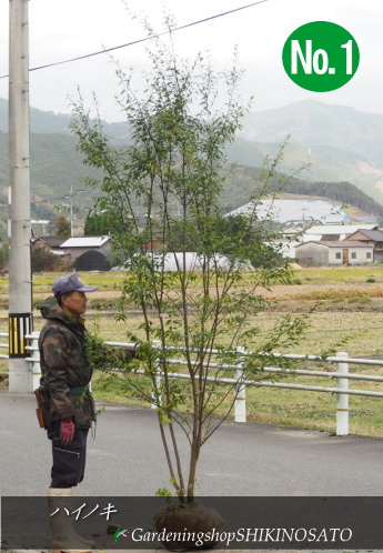 いします 特大 127 樹高2.4m位 常緑樹 高級樹 自然樹 山取り ハイノキ