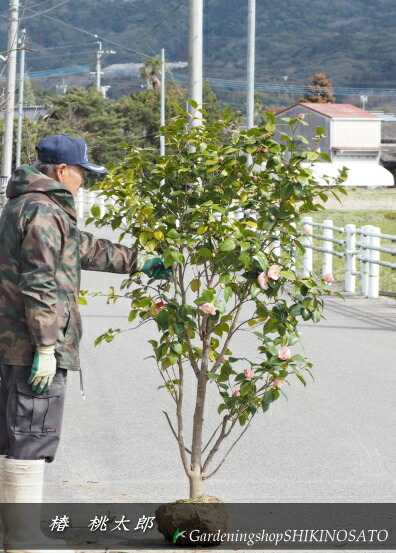 楽天市場】2025.3月開花中ツツジ 