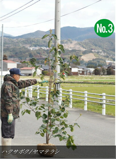 楽天市場】ハクサンボク 2m 露地 苗木 : トオヤマグリーン