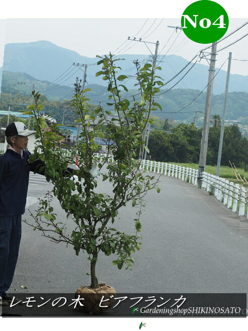 音の大きさあり\u003cBR\u003e檸檬の木\u003cBR\u003e荊棘なし檸檬の木”ビアフランカ”/レモン/れもん\u003cBR\u003eNo4.5（樹高：2.4m内外）\u003cBR\u003e2026..4月映画化