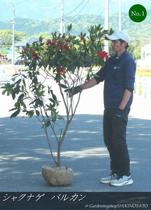 西洋シャクナゲ/石楠花 バルカン（赤花）\u003cBR\u003e No1、No.2（樹高：1.6m内外）\u003cBR\u003e2026.5月映画化
