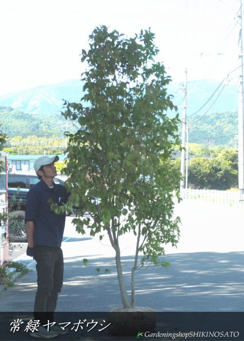 現品・常緑ヤマボウシ\u003cBR\u003e（樹高：2.7m内外）\u003cBR\u003e2026.5月映画化