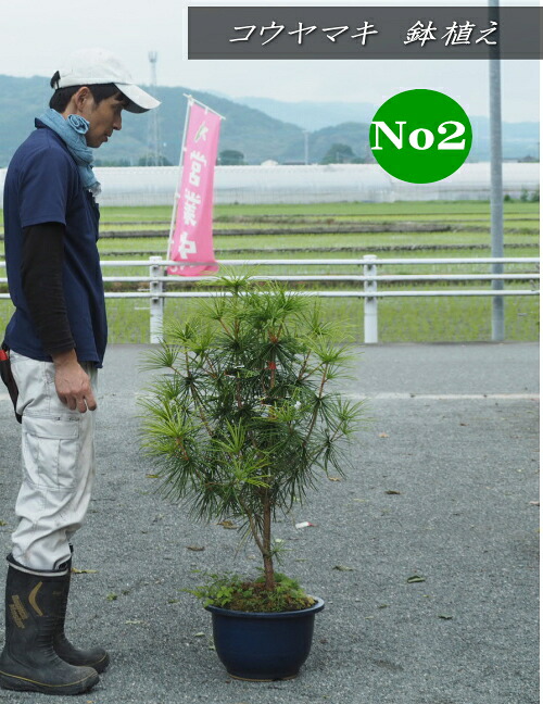 コウヤマキ/高野槇　鉢植え（陶器鉢)]　No2 （13号鉢・高さ：1.2m内外）2026.6月撮影｜ガーデニングショップ四季の里