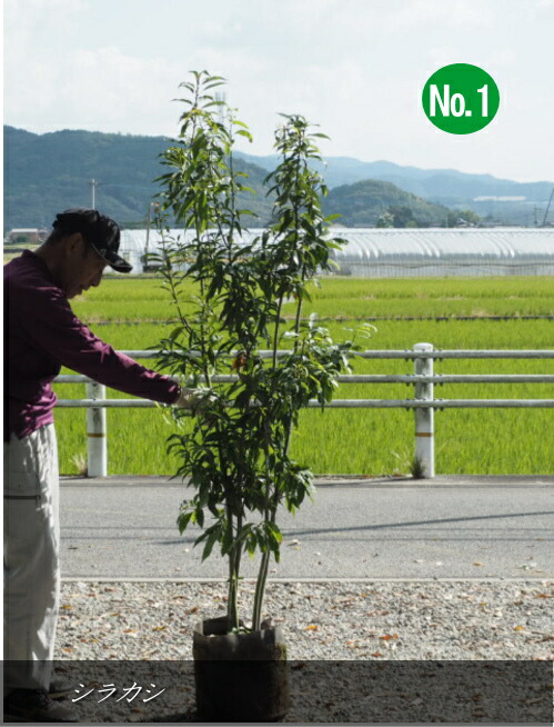 楽天市場】2025.3月開花中ツツジ 