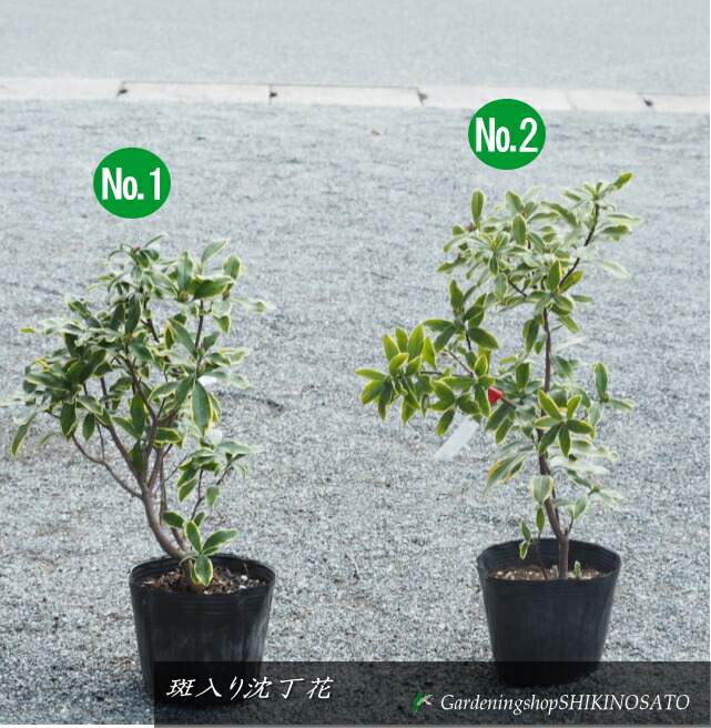 楽天市場】ジンチョウゲ（沈丁花：信濃錦）1鉢 5号 プラスチック