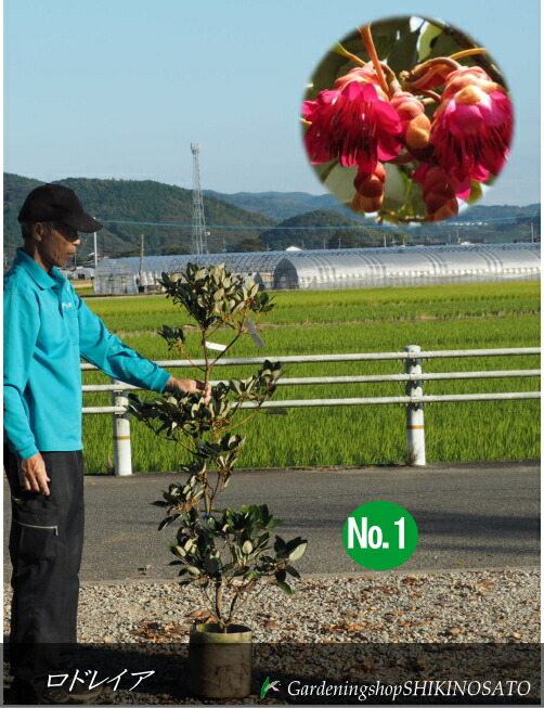 楽天市場】ロドレイヤ 鉢植え 竹下性 シャクナゲモドキ テラコッタ鉢