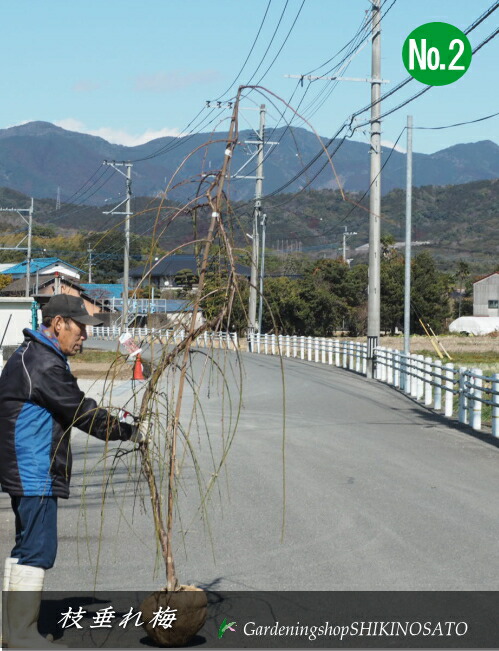 2026.2.23花めく中\u003cBR\u003e枝垂れ梅/シダレウメ/しだれ梅・(花色：さくら色）（樹高：2.5m内外）\u003cBR\u003e2025.2月映画化