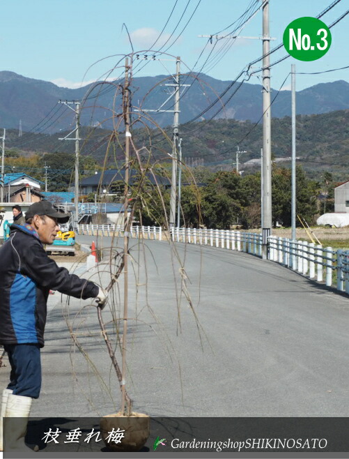 2026.2.23花めく中\u003cBR\u003e枝垂れ梅/シダレウメ/しだれ梅・(花色：さくら色）（樹高：2.3m内外）\u003cBR\u003e2025.2月映画化